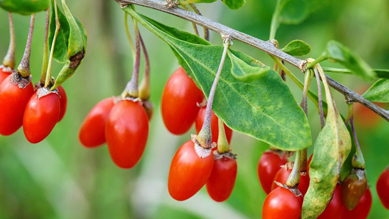 Las frutas de goji